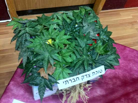 צילם: גילי הדרי